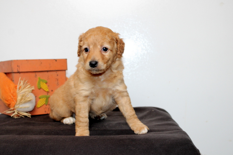 puppy, for, sale, Mini Goldendoodle F2B, Matthew B. Stoltzfus, dog, breeder, Gap, PA, dog-breeder, puppy-for-sale, forsale, nearby, find, puppyfind, locator, puppylocator, aca